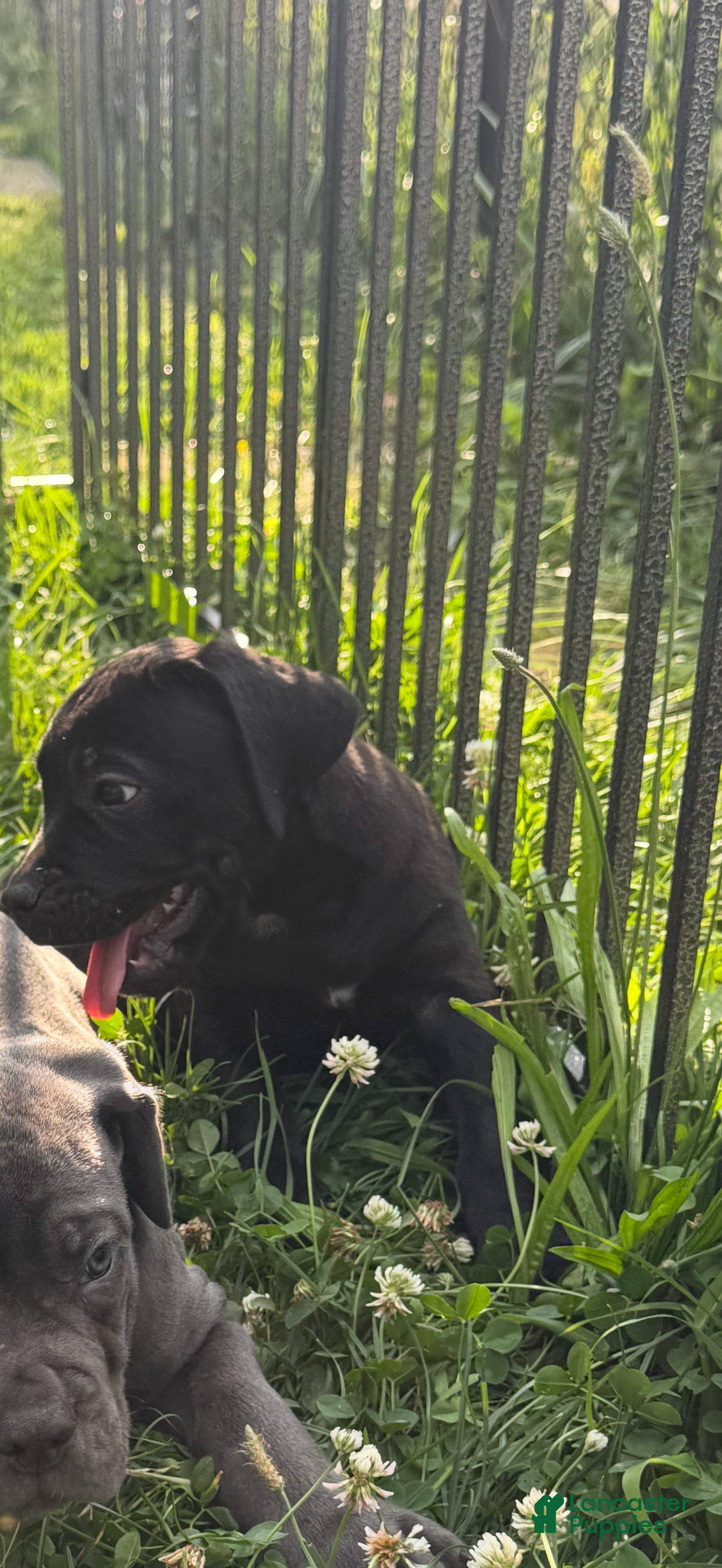 Cane Corso dogs Panther  - Ad 1