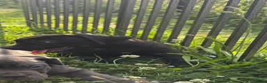 Panther 