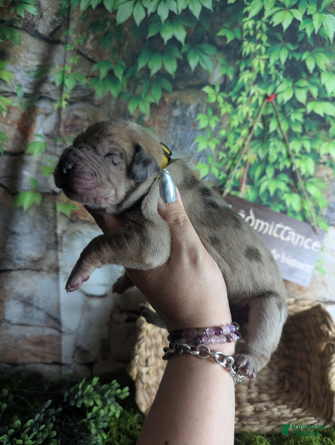 Great Dane dogs for sale: Èowyn Blue Brindle Merle Female Great Dane Puppy  - Ad 6