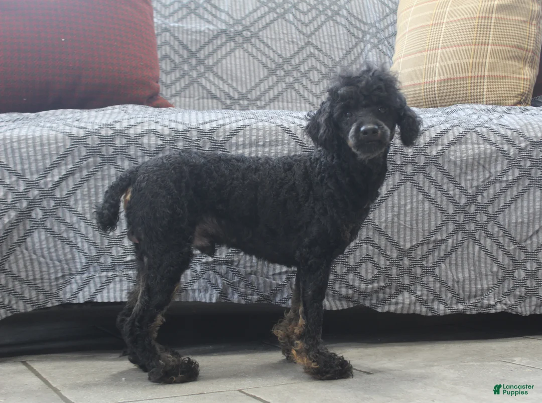 Toy Poodle dogs for sale: MYRON - Ad 7