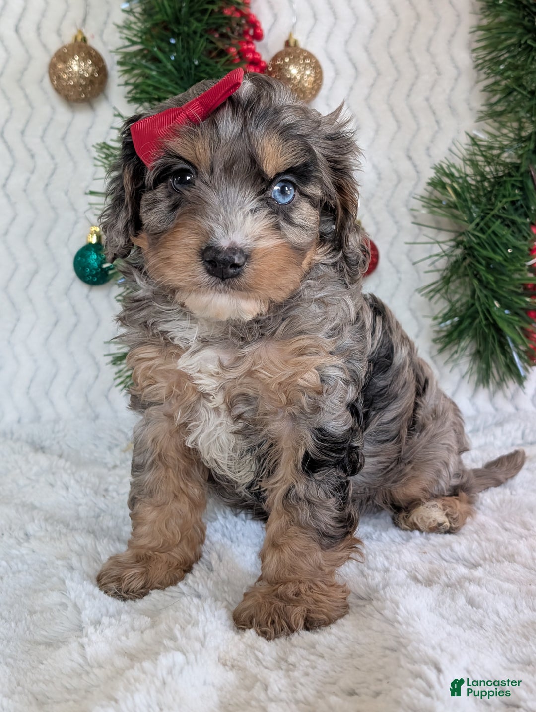 Cavapoo dogs for sale: Nemo - Ad 15