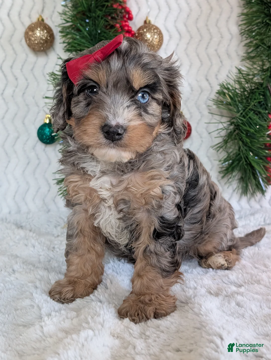 Cavapoo dogs for sale: Nemo - Ad 15