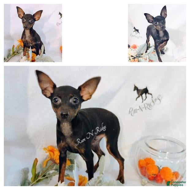 Miniature Pinscher dogs for sale: HPA Doodle Dandy - Ad 3