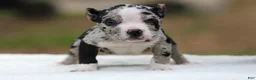 American Bully dogs for sale: Black Merle Female - Ad 4