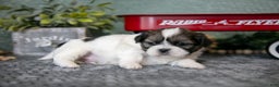 Shih Tzu dogs for sale: Alan - Ad 1