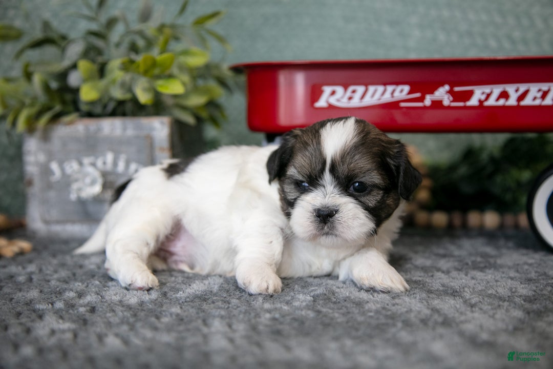 Shih Tzu dogs for sale: Alan - Ad 1