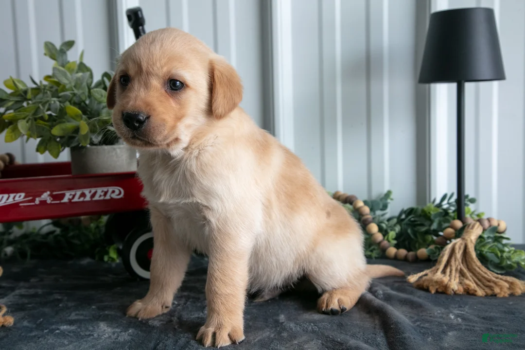 Goldador dogs for sale: Scout - Ad 3