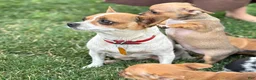 Chihuahua dogs for sale: Ristle - Ad 16
