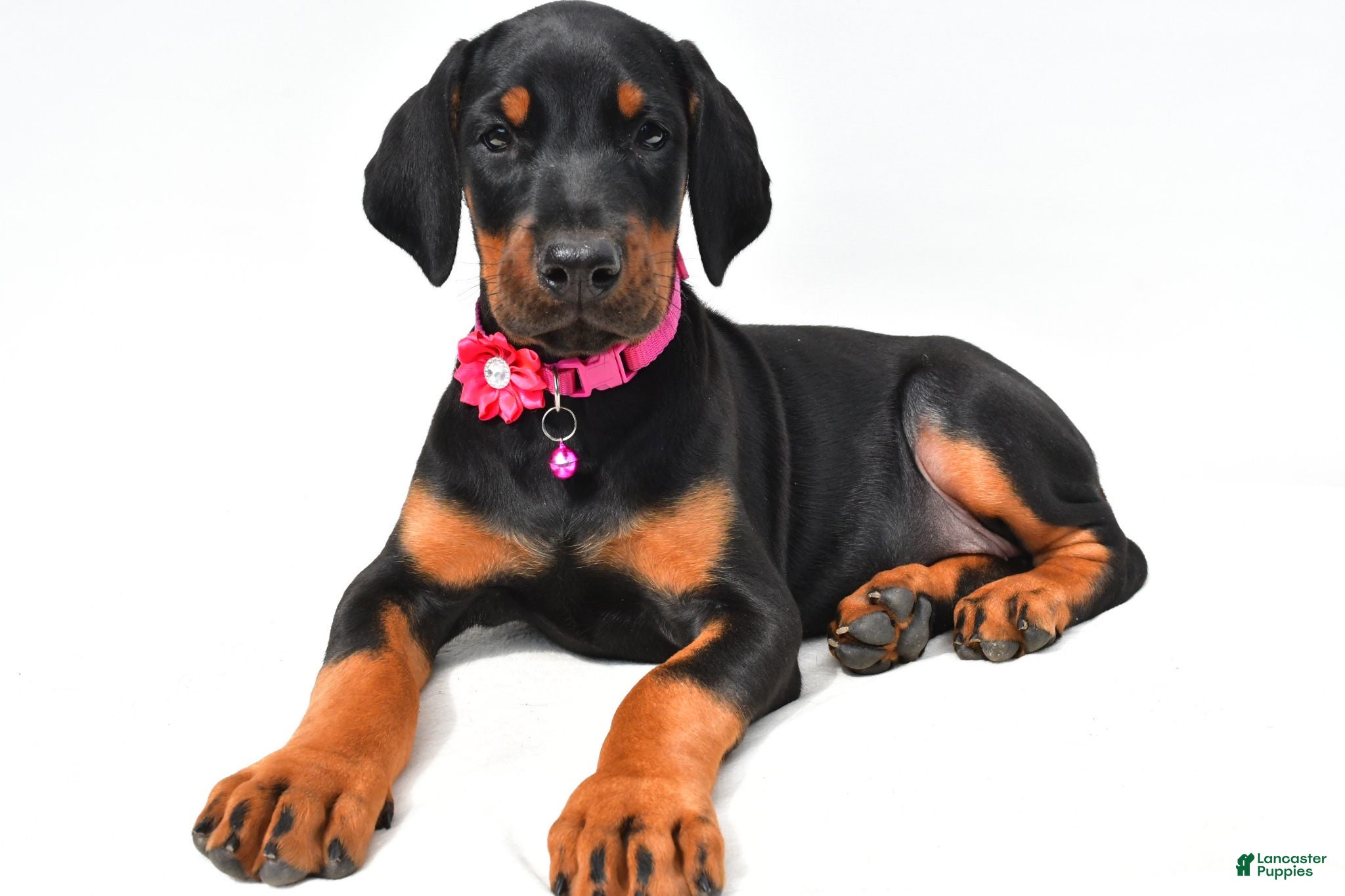 Doberman Pinscher dogs Buffy - Ad 1