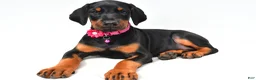 Doberman Pinscher dogs for sale: Buffy - Ad 1