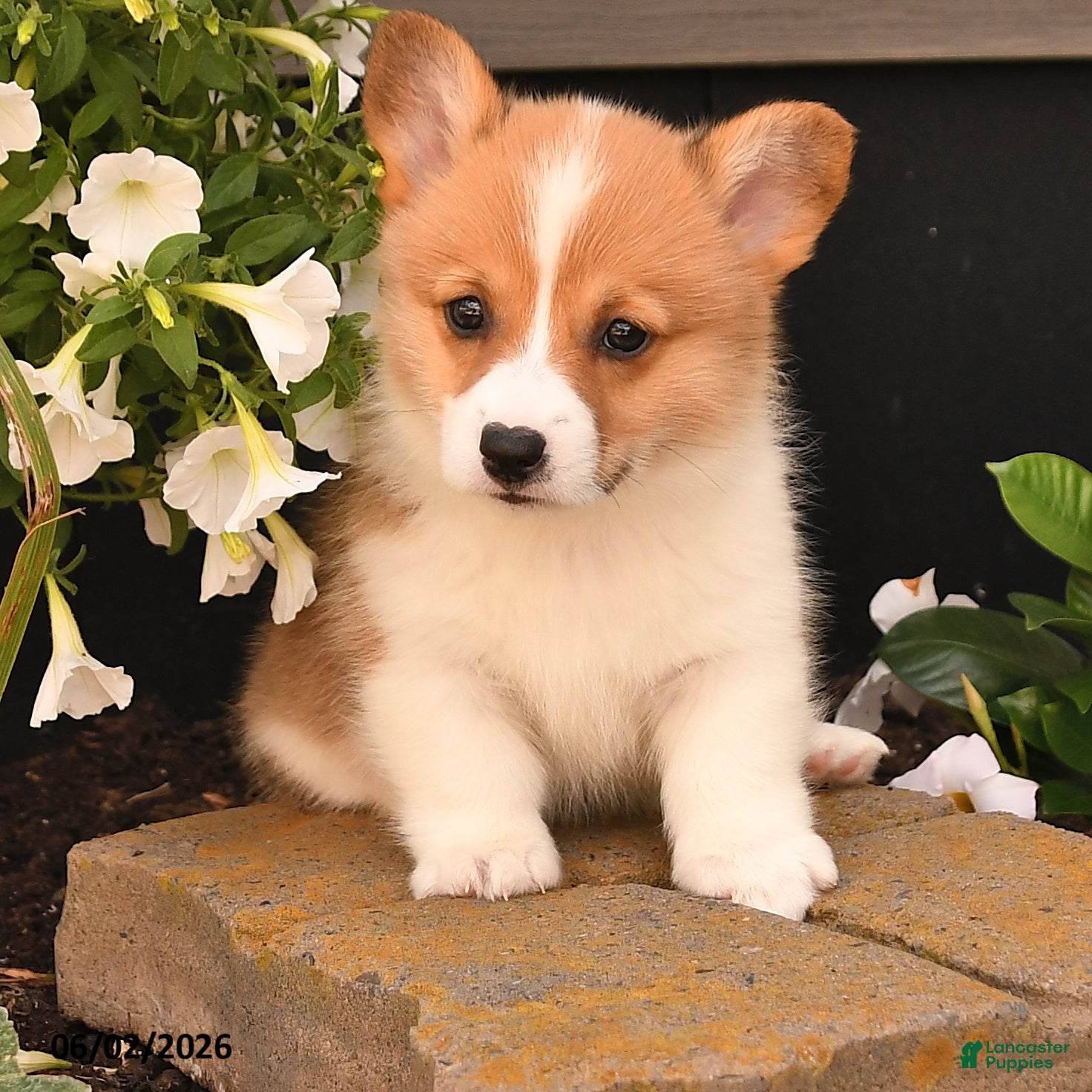 Welsh Corgi Pembroke dogs for sale: Beauty - Ad 4