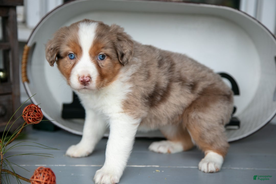 Australian Shepherd dogs for sale: Macy - Ad 3
