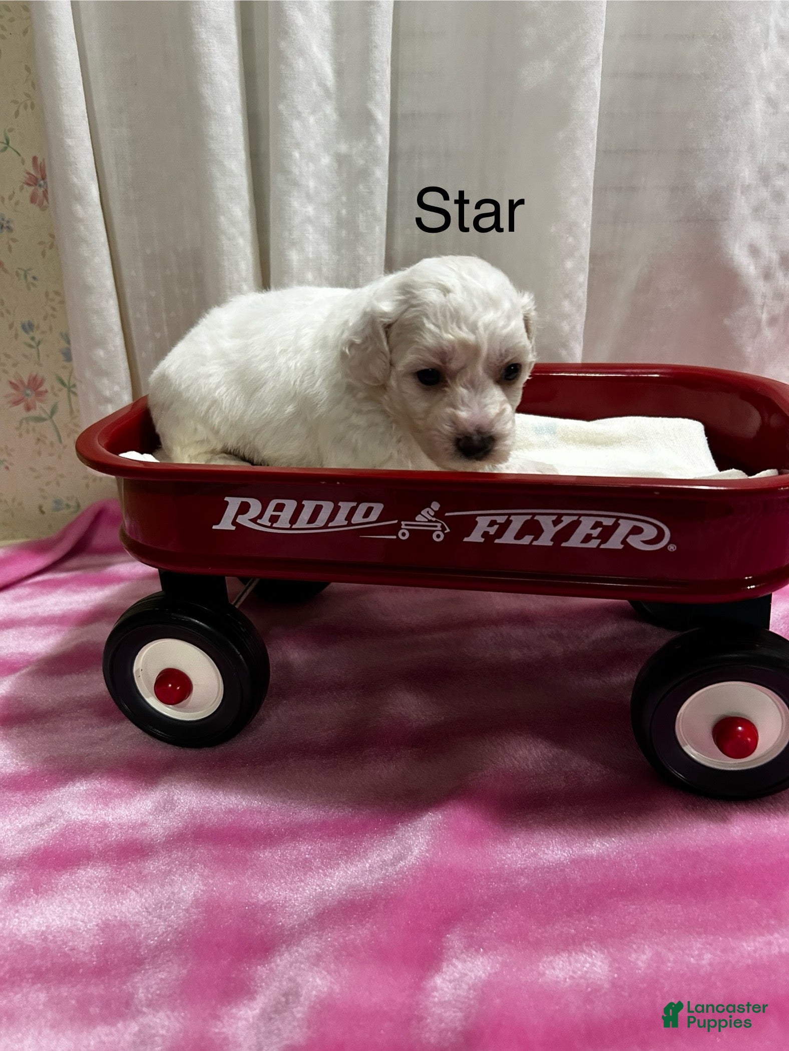 Bichon Frise dogs Bichon Frise 4 star - Ad 22