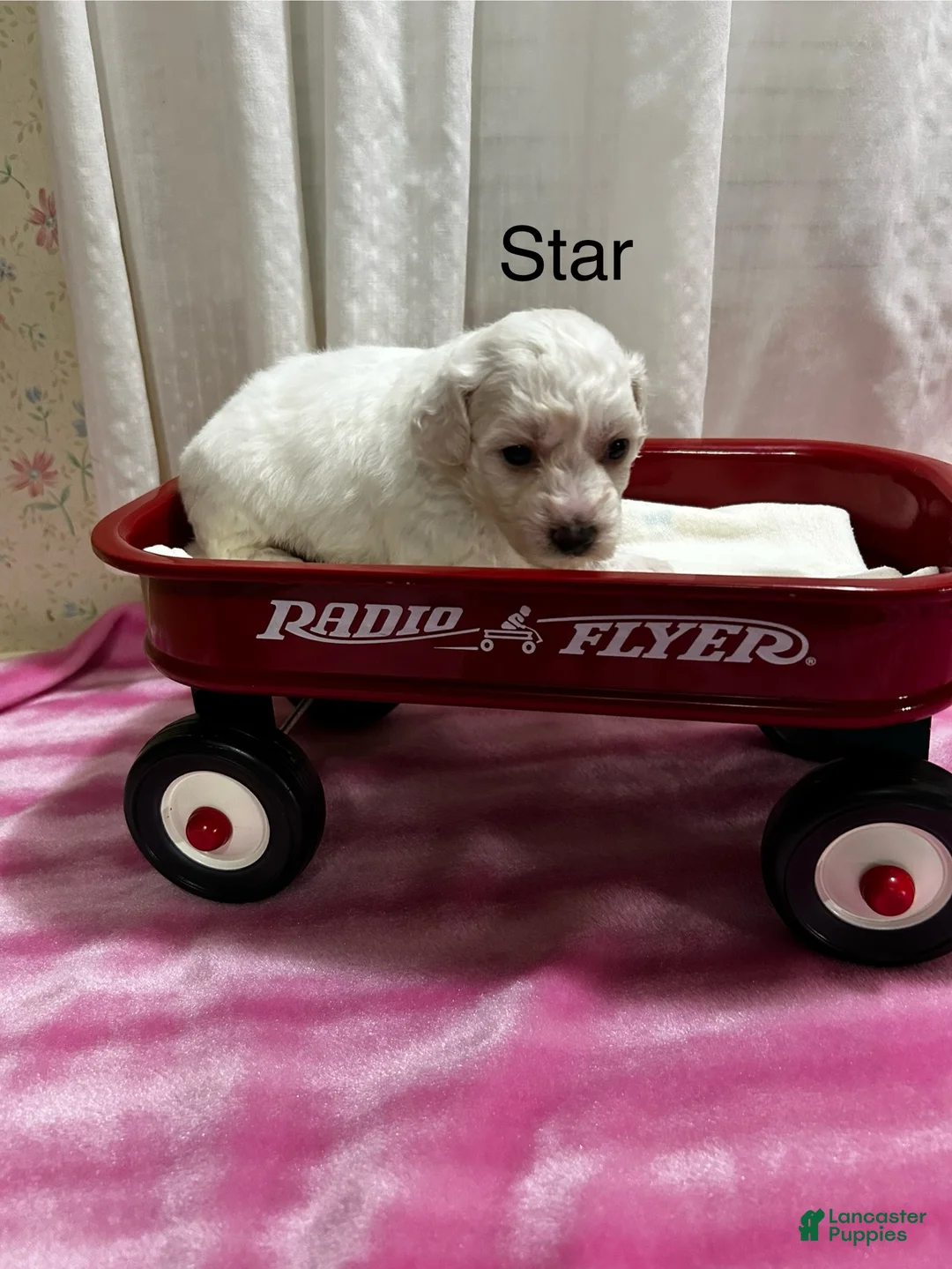 Bichon Frise dogs for sale: Bichon Frise 4 star - Ad 1