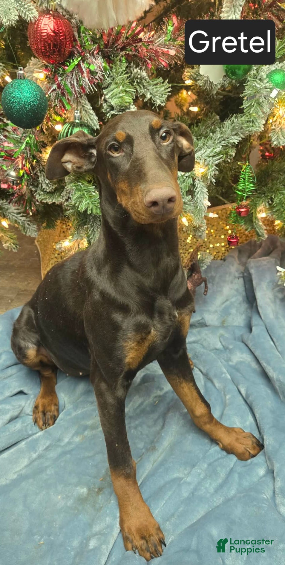 Doberman Pinscher dogs SPECIAL Gretel  - Ad 25