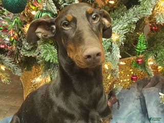 Doberman Pinscher dogs SPECIAL Gretel - Ad 34