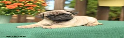 Pug dogs for sale: Max - Ad 4
