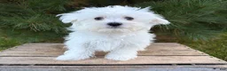 Maltese dogs for sale: Eddie - Ad 5