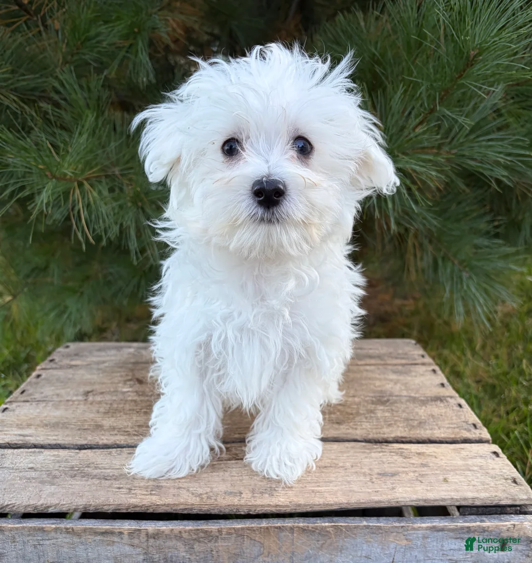 Maltese dogs for sale: Eddie - Ad 5