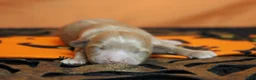 Havapoo dogs for sale: Athos  - Ad 3