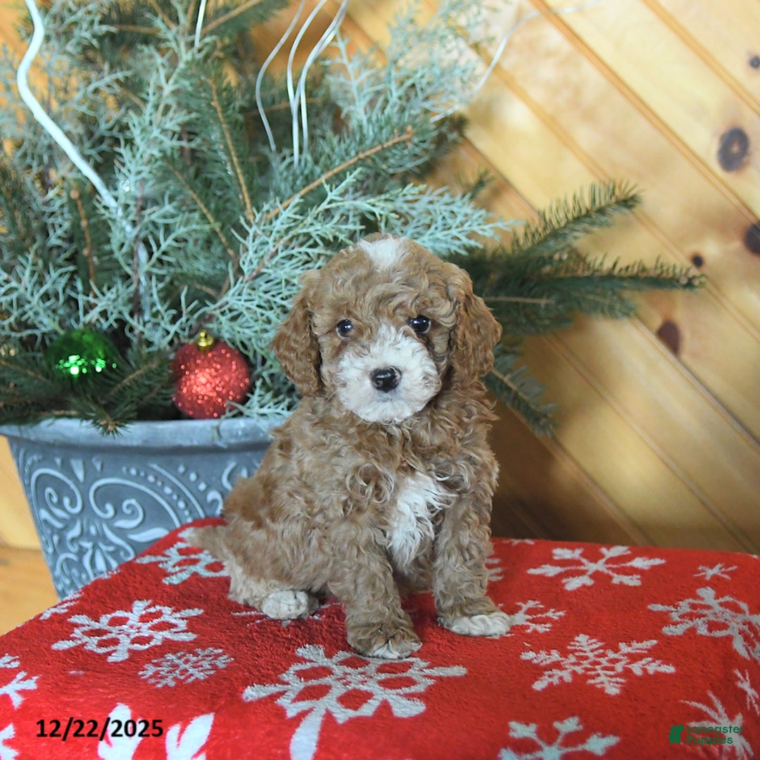Mini Goldendoodle dogs for sale: Sage - Ad 1
