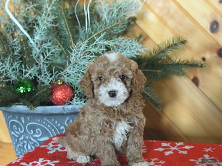 Mini Goldendoodle dogs Sage - Ad 36