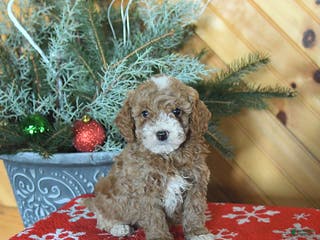 Mini Goldendoodle dogs Sage - Ad 37