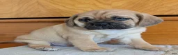 Puggle dogs for sale: Chuck  - Ad 3
