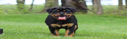 Rottweiler dogs for sale: Angela - Ad 7