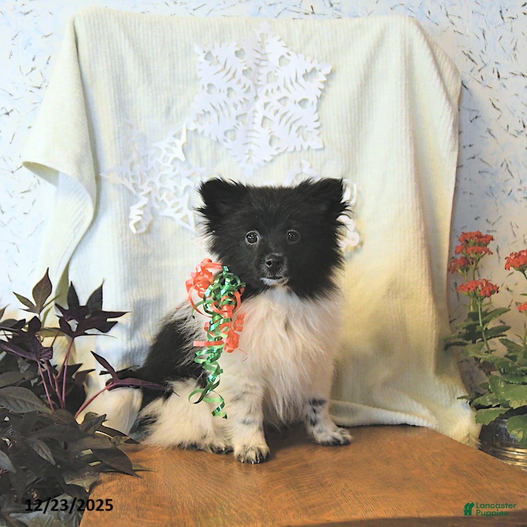 Mixed Breed dogs for sale: Dixon - Ad 8