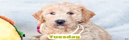 Goldendoodle dogs for sale: Tuesday - Ad 7