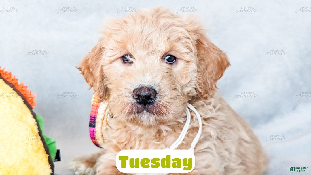 Goldendoodle dogs for sale: Tuesday - Ad 7