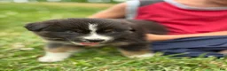 Australian Shepherd dogs for sale: Bronco - Ad 3