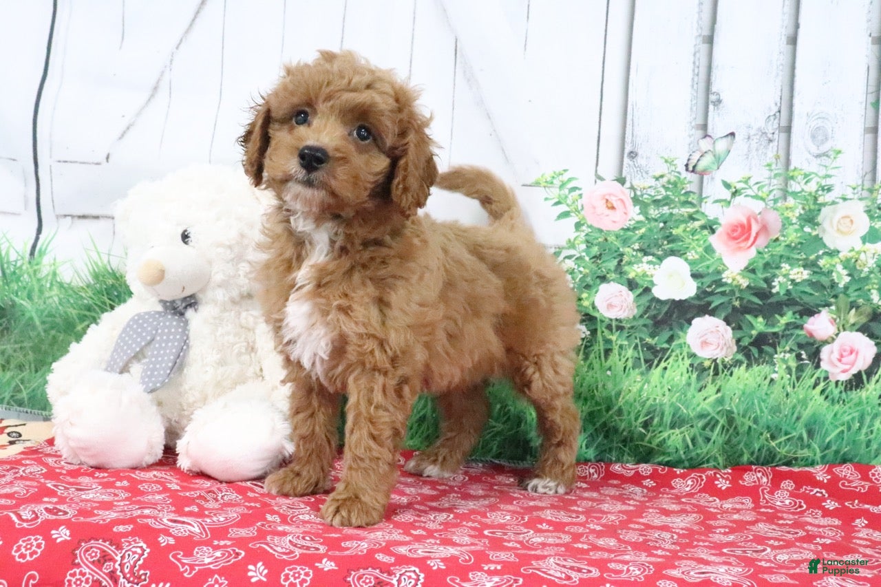 Mini Goldendoodle dogs Zeke - Ad 2