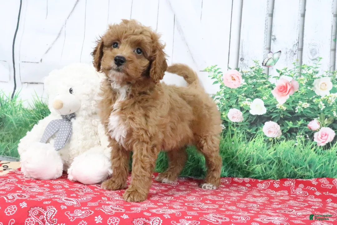 Mini Goldendoodle dogs for sale: Zeke - Ad 2