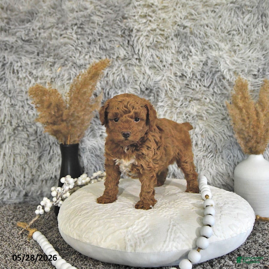 Toy Poodle dogs Asher - Ad 2