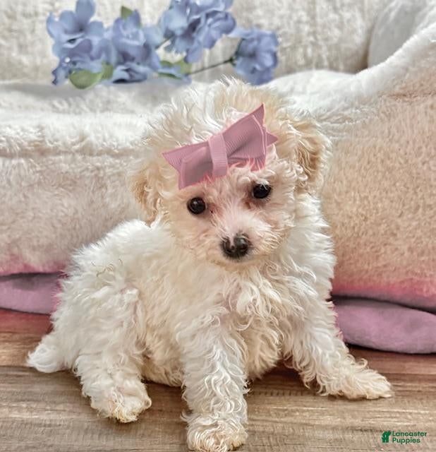 Toy Poodle dogs Toy Poodle Puppy 1 - Ad 7