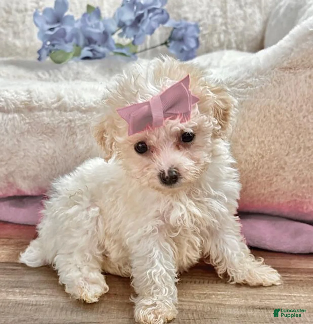 Toy Poodle dogs for sale: Toy Poodle Puppy 1 - Ad 1
