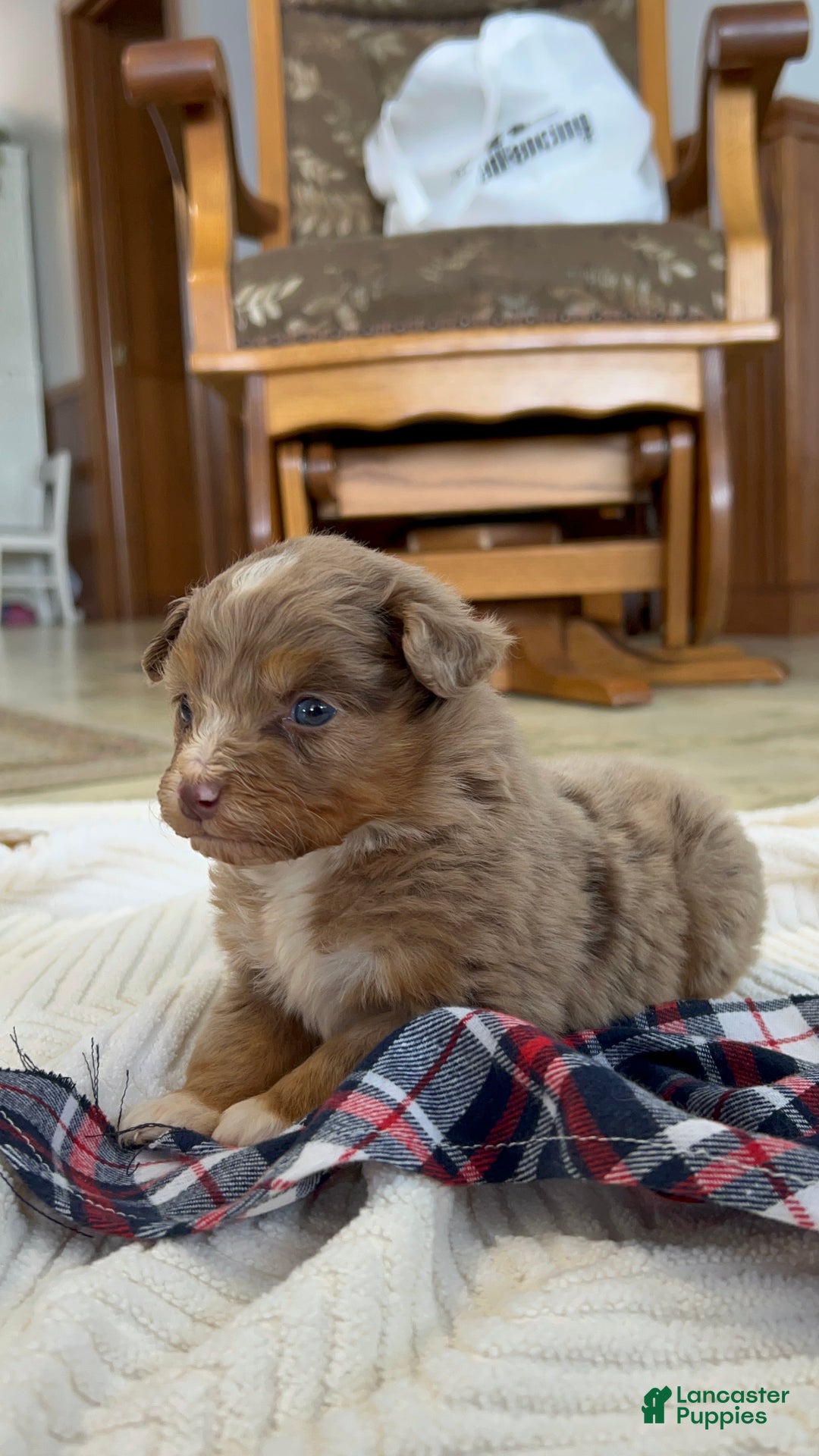 Mixed Breed dogs for sale:  dolly - Ad 7