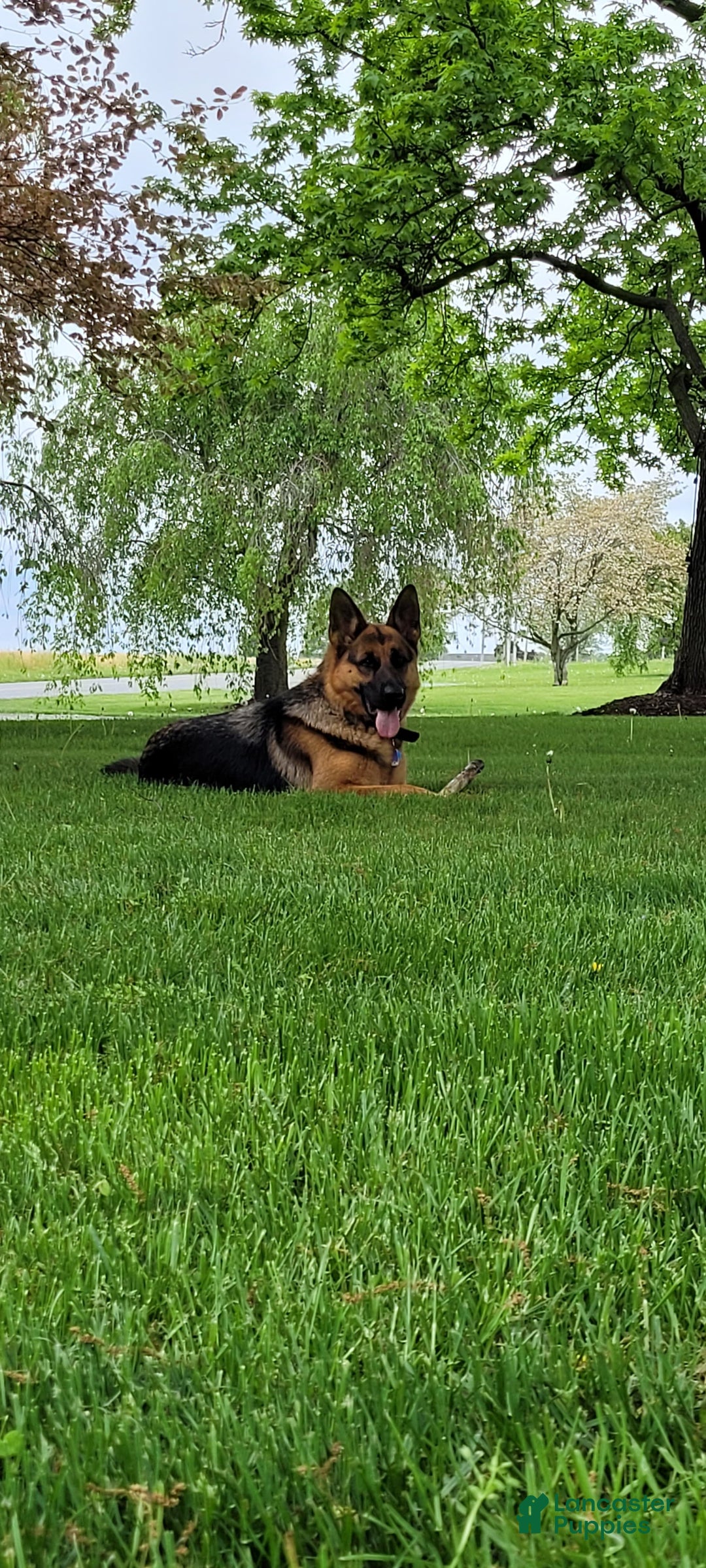 German Shepherd dogs for sale: German Shepherd Puppy 8 - Ad 7