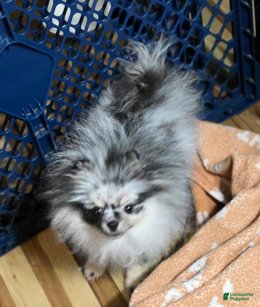 Pomeranian dogs for sale: Grace  - Ad 1