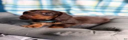 Miniature Dachshund dogs for sale: Blue Collar Miniature Dachshund Chocolate and Tan Long Haired - Ad 4
