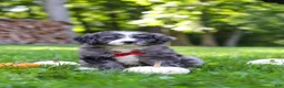 Bernedoodle dogs for sale: Chester - Ad 6