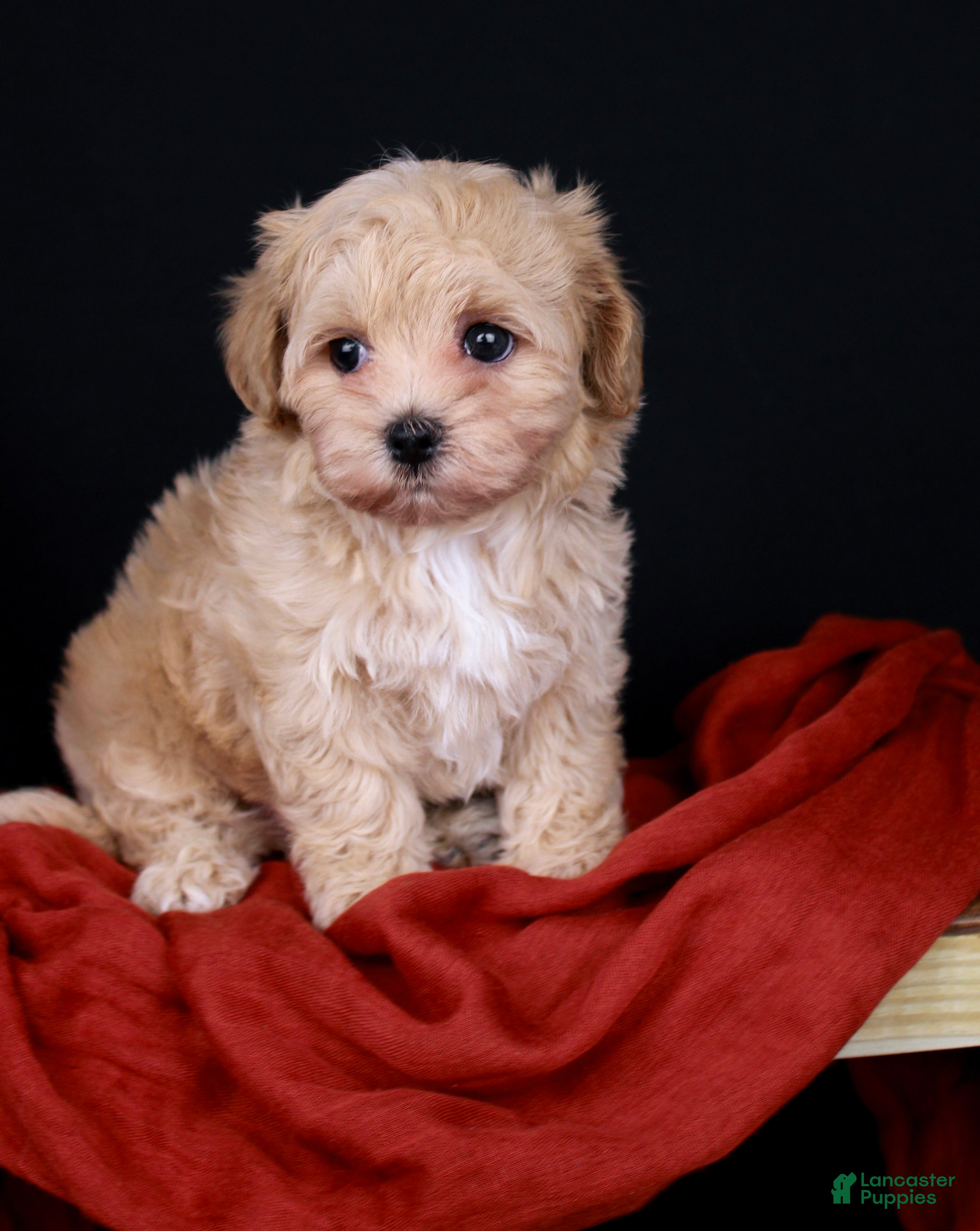 Maltipoo dogs Pippin - Ad 2