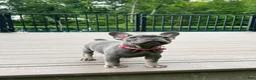 French Bulldog dogs for sale: Sena - Ad 4