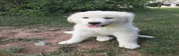 Great Pyrenees dogs for sale: Shasta - Ad 2