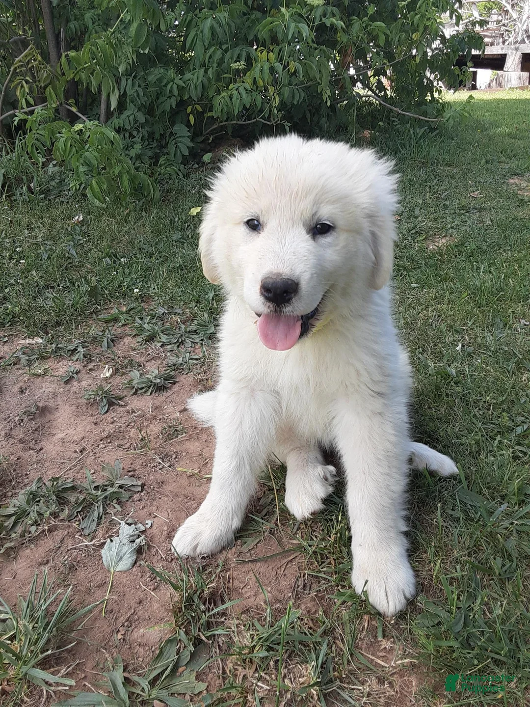 Great Pyrenees dogs for sale: Shasta - Ad 2