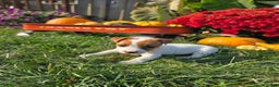 Jack Russell Terrier dogs for sale: Sugar - Ad 3