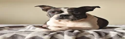 Boston Terrier dogs for sale: Tammy - Ad 6