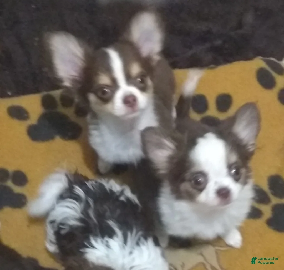 Chihuahua dogs for sale: Chihuahua Puppy 1 - Ad 8